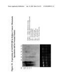 ANTIBODIES AGAINST A PROTEIN ENTITLED 161P2F10B diagram and image