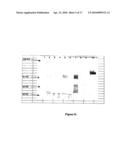 Soluble Human M-CSF Receptor and Uses Thereof diagram and image