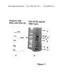 Soluble Human M-CSF Receptor and Uses Thereof diagram and image