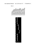 COMBINED USE OF CELL PERMEABLE NANOG AND OCT4 FOR INCREASING SELF-RENEWAL AND SUPPRESSING DIFFERENTIATION OF STEM CELLS diagram and image