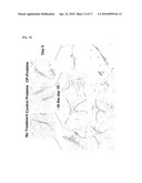 COMBINED USE OF CELL PERMEABLE NANOG AND OCT4 FOR INCREASING SELF-RENEWAL AND SUPPRESSING DIFFERENTIATION OF STEM CELLS diagram and image