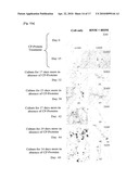 COMBINED USE OF CELL PERMEABLE NANOG AND OCT4 FOR INCREASING SELF-RENEWAL AND SUPPRESSING DIFFERENTIATION OF STEM CELLS diagram and image