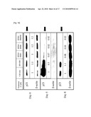 COMBINED USE OF CELL PERMEABLE NANOG AND OCT4 FOR INCREASING SELF-RENEWAL AND SUPPRESSING DIFFERENTIATION OF STEM CELLS diagram and image