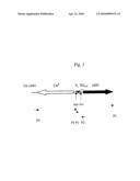 Method for producing L-amino acids using bacteria belonging to the genus escherichia diagram and image