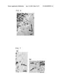 CATALYST- SUPPORTING CARBON NANOHORN COMPOSITE AND PROCESS FOR PRODUCING SAME diagram and image