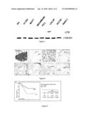 PEPTIDIC AND NON PEPTIDIC LIGANDS FOR IMMUNODETECTION OF THE RECEPTOR FOR UROTENSIN diagram and image