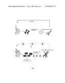 Use of Endothelial Interrupters in the Treatment of Neurodegenerative Diseases diagram and image