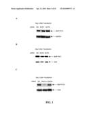 COMPOSITIONS AND METHODS FOR TREATING MYELOSUPPRESSION diagram and image