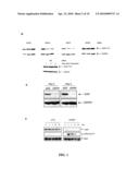 COMPOSITIONS AND METHODS FOR TREATING MYELOSUPPRESSION diagram and image