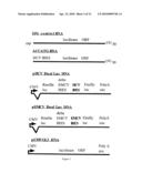 METHODS AND COMPOSITIONS FOR RNAI MEDIATED INHIBITION OF GENE EXPRESSION IN MAMMALS diagram and image