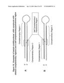 RNA INTERFERENCE MEDIATED INHIBITION OF CHECKPOINT KINASE-1 (CHK-1) GENE EXPRESSION USING SHORT INTERFERING NUCLEIC ACID (siNA) diagram and image