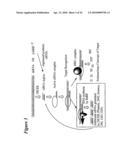 RNA INTERFERENCE MEDIATED INHIBITION OF MUSCARINIC COLINERGIC RECEPTOR GENE EXPRESSION USING SHORT INTERFERING NUCLEIC ACID (siNA) diagram and image