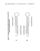 RNA INTERFERENCE MEDIATED INHIBITION OF MUSCARINIC COLINERGIC RECEPTOR GENE EXPRESSION USING SHORT INTERFERING NUCLEIC ACID (siNA) diagram and image