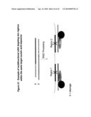 RNA INTERFERENCE MEDIATED INHIBITION OF MUSCARINIC COLINERGIC RECEPTOR GENE EXPRESSION USING SHORT INTERFERING NUCLEIC ACID (siNA) diagram and image