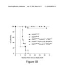 Models of Malignant Brain Cancer, and Therapeutic siRNAs Against Oncogenic Signaling Pathways, and Methods and Kits for Uses Therefor diagram and image