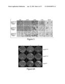 Models of Malignant Brain Cancer, and Therapeutic siRNAs Against Oncogenic Signaling Pathways, and Methods and Kits for Uses Therefor diagram and image