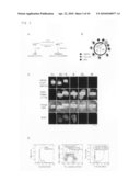 PROBE FOR VISUALIZING CELL-CYCLE diagram and image