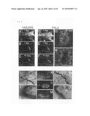 PROBE FOR VISUALIZING CELL-CYCLE diagram and image