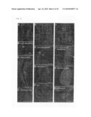 PROBE FOR VISUALIZING CELL-CYCLE diagram and image