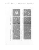 PROBE FOR VISUALIZING CELL-CYCLE diagram and image