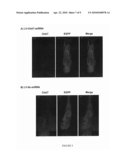 RNAi MEDIATED EXPRESSION INHIBITION OF A CHOLINERGIC PROTEIN diagram and image