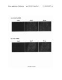 RNAi MEDIATED EXPRESSION INHIBITION OF A CHOLINERGIC PROTEIN diagram and image