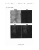 RNAi MEDIATED EXPRESSION INHIBITION OF A CHOLINERGIC PROTEIN diagram and image