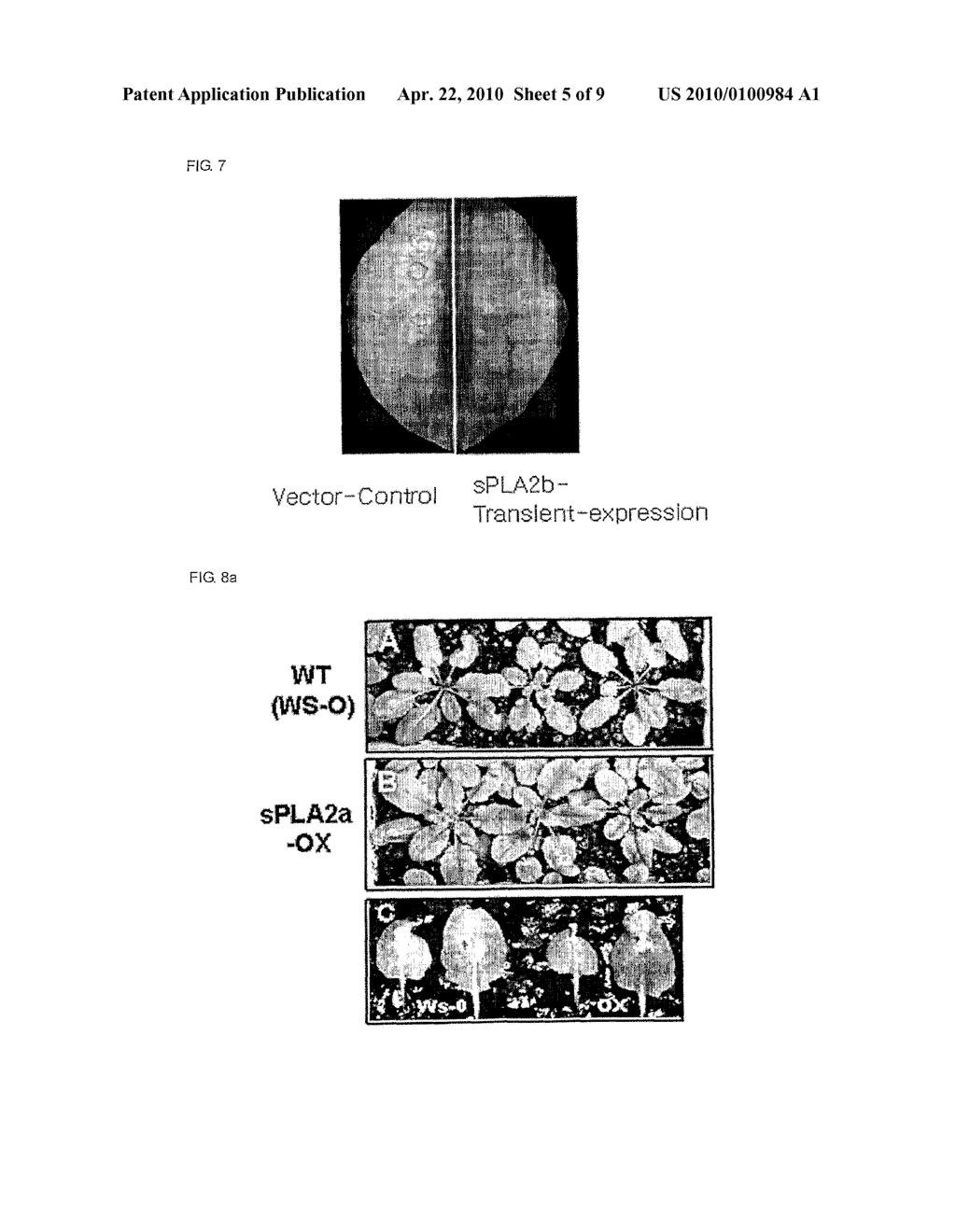 Transgenic Plants Exhibiting Increased Resistance to Biotic and Abiotic Stresses or Accelerated Flowering Time and Methods for Producing the Same - diagram, schematic, and image 06