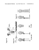 SELENOCYSTEINE MEDIATED HYBRID ANTIBODY MOLECULES diagram and image