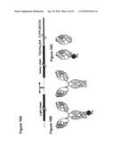 SELENOCYSTEINE MEDIATED HYBRID ANTIBODY MOLECULES diagram and image