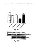 Method for Preventing and Treating Cardiovascular Diseases with BRCA1 diagram and image