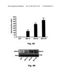 Method for Preventing and Treating Cardiovascular Diseases with BRCA1 diagram and image