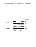 Method for Preventing and Treating Cardiovascular Diseases with BRCA1 diagram and image