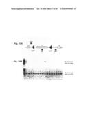 Method for Preventing and Treating Cardiovascular Diseases with BRCA1 diagram and image