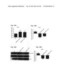 Method for Preventing and Treating Cardiovascular Diseases with BRCA1 diagram and image