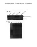 Method for Preventing and Treating Cardiovascular Diseases with BRCA1 diagram and image