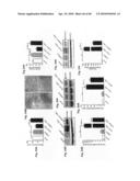 Method for Preventing and Treating Cardiovascular Diseases with BRCA1 diagram and image