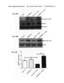 Method for Preventing and Treating Cardiovascular Diseases with BRCA1 diagram and image