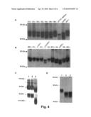 N-linked glycosylation alteration in E0 and E2 glycoprotein of classical swine fever virus and novel classical swine fever virus vaccine diagram and image