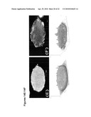 BIODEGRADABLE COMPOSITIONS AND MATERIALS diagram and image