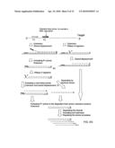 METHODS FOR AMPLIFYING AND DETECTING NUCLEIC ACID SEQUENCES diagram and image