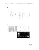 METHODS FOR AMPLIFYING AND DETECTING NUCLEIC ACID SEQUENCES diagram and image