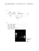 METHODS FOR AMPLIFYING AND DETECTING NUCLEIC ACID SEQUENCES diagram and image