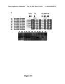 Compositions And Methods Of A Phosphatidic Acid Binding Protein diagram and image