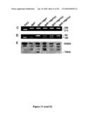 Compositions And Methods Of A Phosphatidic Acid Binding Protein diagram and image