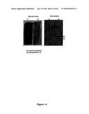 Compositions And Methods Of A Phosphatidic Acid Binding Protein diagram and image