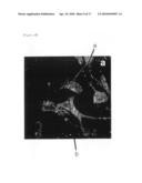 TWO-PHOTON PROBE FOR REAL-TIME MONITORING OF INTRACELLULAR CALCIUM IONS, METHOD FOR PREPARING THE PROBE AND METHOD FOR REAL-TIME MONITORING OF INTRACELLULAR CALCIUM IONS USING THE PROBE, diagram and image