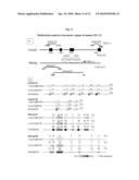 MULTIPOTENT/PLURIPOTENT CELLS AND METHODS diagram and image