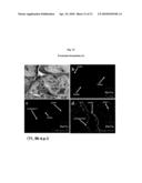 MULTIPOTENT/PLURIPOTENT CELLS AND METHODS diagram and image