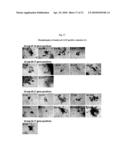 MULTIPOTENT/PLURIPOTENT CELLS AND METHODS diagram and image